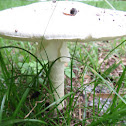 Destroying angel