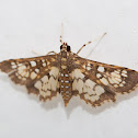 Assembly Moth