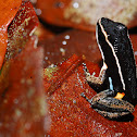 Poison Frog