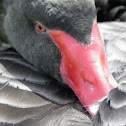 Rosy-billed duck (pato)