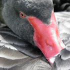 Rosy-billed duck (pato)