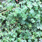 Clovers
