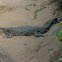 False gharial