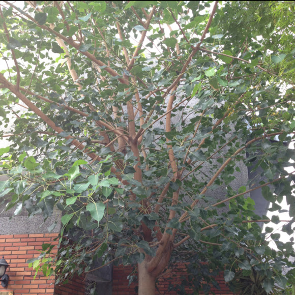 Spotting Image 1