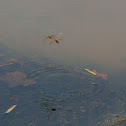 Autumn Meadowhawk dragonflies (mating pair, ovipositing in tandem)