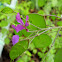 Money plant, honesty