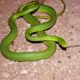 Herps of Texas