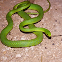 Rough Green Snake