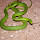 Herps of Texas