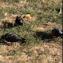 Pigeons