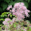 Meadow Rue