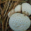 Common puffball
