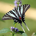 Zebra Swallowtail
