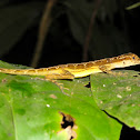Common Forest Anole