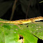 Common Forest Anole