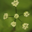 Wild Anise