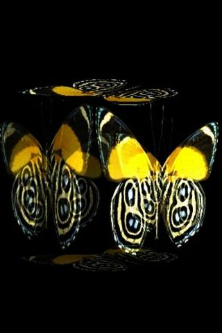 3D butterfly 2