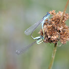 Blue-tailed Damselfly