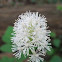 Wild Sarsaparilla