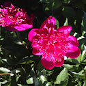 Peony
