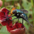Fly