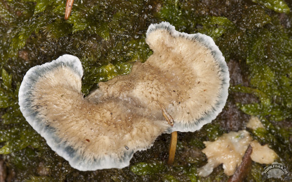 Spotting Image 1