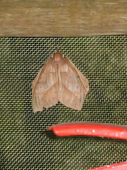 Spotting Image 1