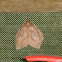 Moth