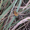 Pearl Crescent