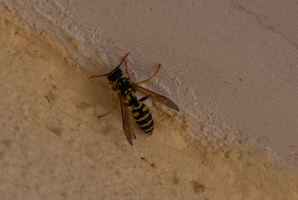 Spotting Image 1