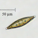Diatom