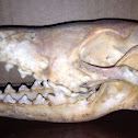 Coyote