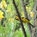 South American Yellow Oriole