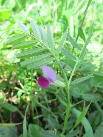 Spotting Image 1
