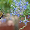 Hummingbird Clearwing Moth 
