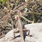 Common agama