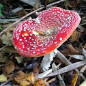 Aminita muscaria