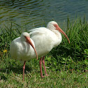 American White Ibis