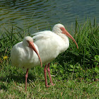 American White Ibis