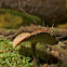 Polyporus leptocephalus