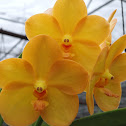 Vanda orchid