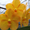 Vanda orchid