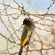 Common Bulbu