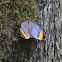 Orange Oakleaf or Dead Leaf