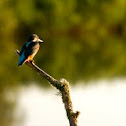 Kingfisher