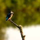Kingfisher