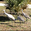 Sandhill Cranes
