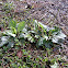 Plantain