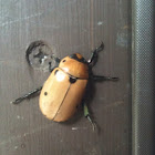 grapevine beetle