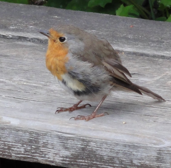 Spotting Image 1